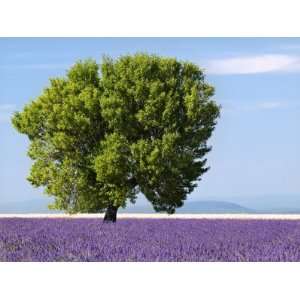  Tree in a Lavender Field, Valensole Plateau, Provence 