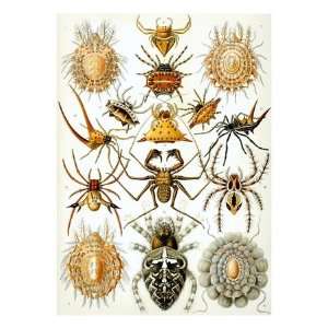   of Arachnida by Ernst Haeckel Giclee Poster Print