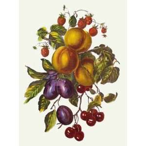  Apricots. Prunes Fraises Etching , Botanical Fruits 