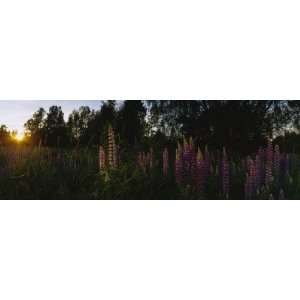  Trees in a Field, Joutseno, Southern Finland, South Karelia, Finland 