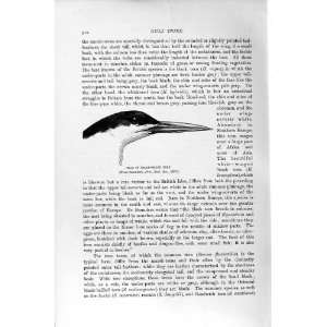   NATURAL HISTORY 1895 HEAD BROAD BILLED TERN BIRD GULL