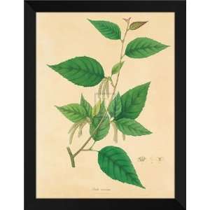  Wallich FRAMED 28x36 Unpublished East Indian Plants III 