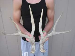 KANSAS MULE DEER SHEDS antlers mount whitetail rack elk  
