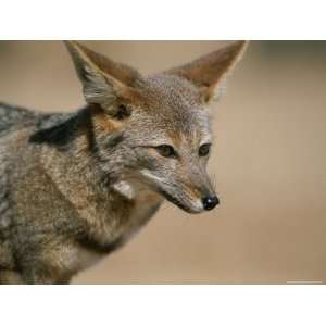  Desert Fox in the Coastal Region of Chiles Atacama Desert 