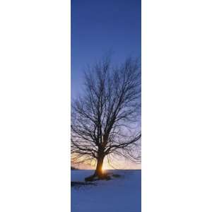  Silhouette of a Bare Tree at Dusk, Grand Rapids, Kent 