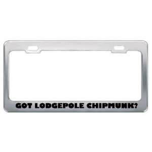 Got Lodgepole Chipmunk? Animals Pets Metal License Plate Frame Holder 