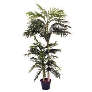 Areca palm tree  3 stems  8Ft