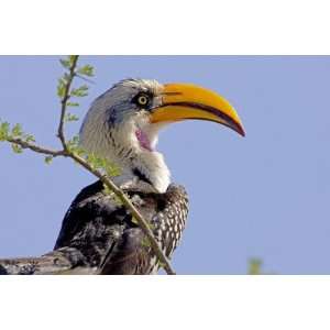  Profile of Yellow Billed Hornbill Bird, Kenya by Joanne 