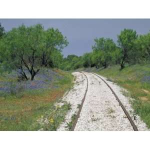  Bluebonnets and Abandoned Rails, near Marble Falls, Texas 
