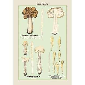 Vintage Art Edible Fungi White Helvella   04891 3 