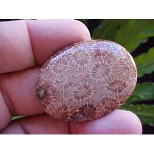   Coral Fossil Agate Flower Oval CAB Marvelous  