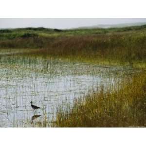 Beach Grass and an American Avocet on the Shore of Sable 