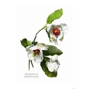  Magnolia Parviflora Giclee Poster Print by H.g. Moon 