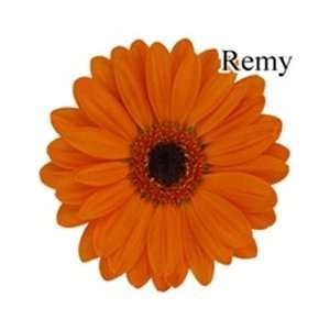  Remy Mini Gerbera Daisies   140 Stems Arts, Crafts 