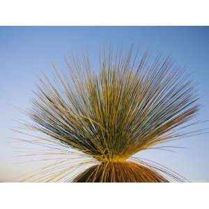 View of a Xanthorrhoea Species Native to Western Australia Stretched 