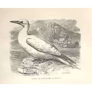  Gannet Or Sloan Goose 1862 WoodS Natural History Birds 