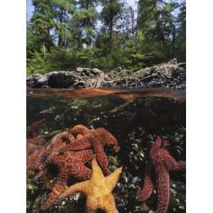  A Group of Ochre Sea Stars Clustered on a Rocky Shore 