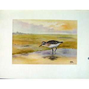  Birds Bairds Sandpiper Color Art Fine Old Print C1924 