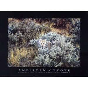  American Coyote   Poster by Michael Francis (31.5x23.5 
