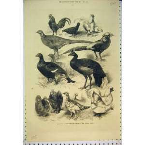 Game Birds Bantams Crystal Palace 1872 Exhibition Show 
