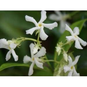    Fragrant Confederate Jasmine ~ Live Plant Patio, Lawn & Garden