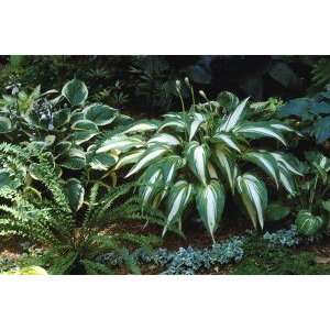  Cascades Hosta Patio, Lawn & Garden