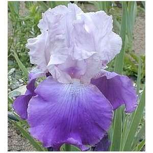  1 Reblooming Misty Lady Tall Bearded Iris Rhizome 3/5 