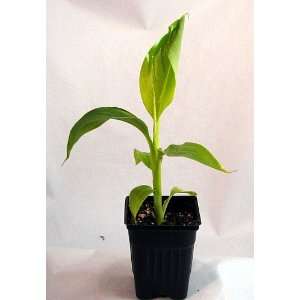  Margarita Dwarf Banana Plant   Musa   Easy to Grow Patio 