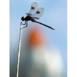  A Dragonfly Sits on a Weed Near the Space Shuttle 