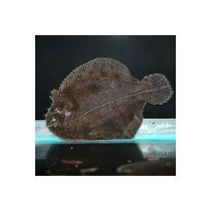  Achirus lineatus Lined Sole   Brackish