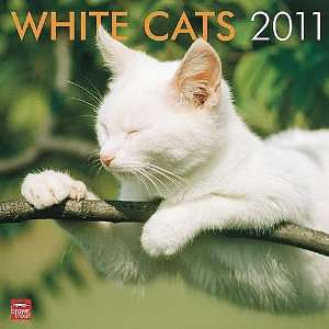  White Cats 2011 Wall Calendar