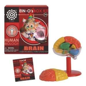  EIN O Human Brain Box Kit Toys & Games