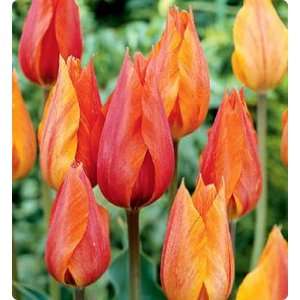  El Nino Single Late Tulip 10 Bulbs   NEW Patio, Lawn 