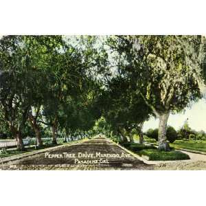  Tree Drive   Marengo Avenue   Pasadena California 