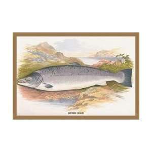  Salmon (Male) 20x30 poster