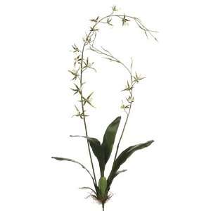  52 Brassia Orchid Plant Green (Pack of 4)