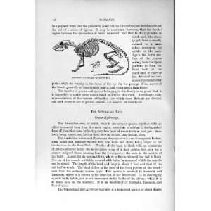  NATURAL HISTORY 1894 95 SKELETON MOLARS BROWN RAT