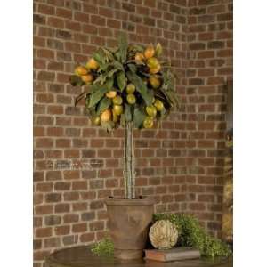  Loquat Topiary