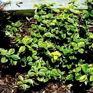  EUONYMUS CANADALE GOLD / 3 gallon Potted Patio, Lawn & Garden