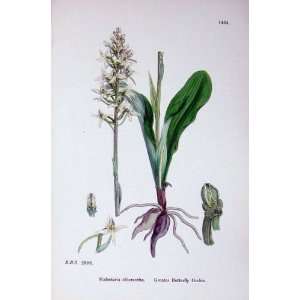  Botany Plants C1902 Greater Butterfly Orchis Flowers