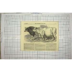  1849 SHORT HORN PRIZE BULLS CATTLE SHOW ANIMALS PRINT 