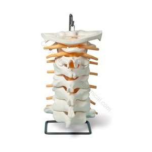  Oversize Cervical Spine Model (Made in USA) Health 