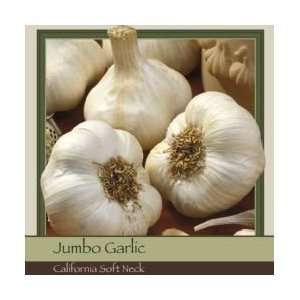  Honeyman Farms Garlic California Softneck   10 Pack Patio 