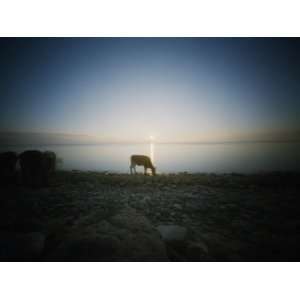  Solitary Cow on a Stony Seaside, Oland, Sweden 