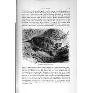  NATURAL HISTORY 1896 SCULPTURED TERRAPIN CARAPACE