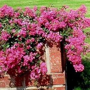  CRAPEMYRTLE ROSEY CARPET / 3 gallon Potted Patio, Lawn 