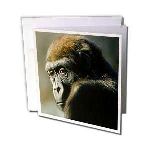  Monkey   Gorilla Portrait   Greeting Cards 12 Greeting Cards 