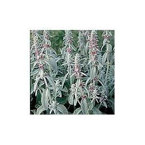  Lambs Ear   150 Seed   Heirloom   Stachys Patio, Lawn & Garden