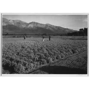  Guayle Field,Manzanar Relocation Center / photograph by 