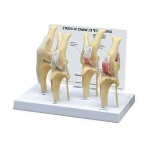  Canine 4 Stage Osteoarthritis Knee Model